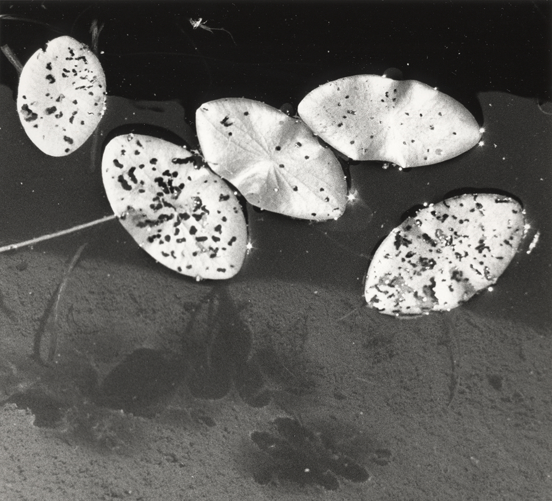 Lily pads, silver gelatin paper